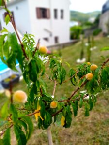 Waking up everyday in Kefalonia Greece - Richmond Villa Greece (C)